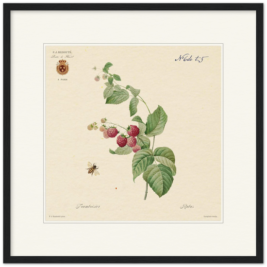 Raspberries by Redouté, 1824 (édition classique)