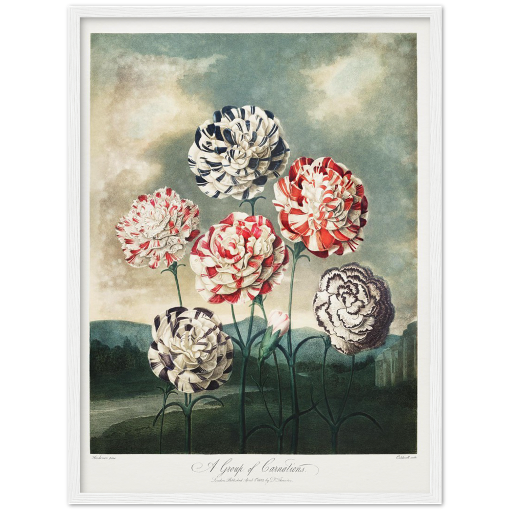 Pierre-Joseph Redouté, floral, flowers, art, wall art, flower prints, botanical, illustration, plants, roses