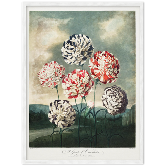 Pierre-Joseph Redouté, floral, flowers, art, wall art, flower prints, botanical, illustration, plants, roses