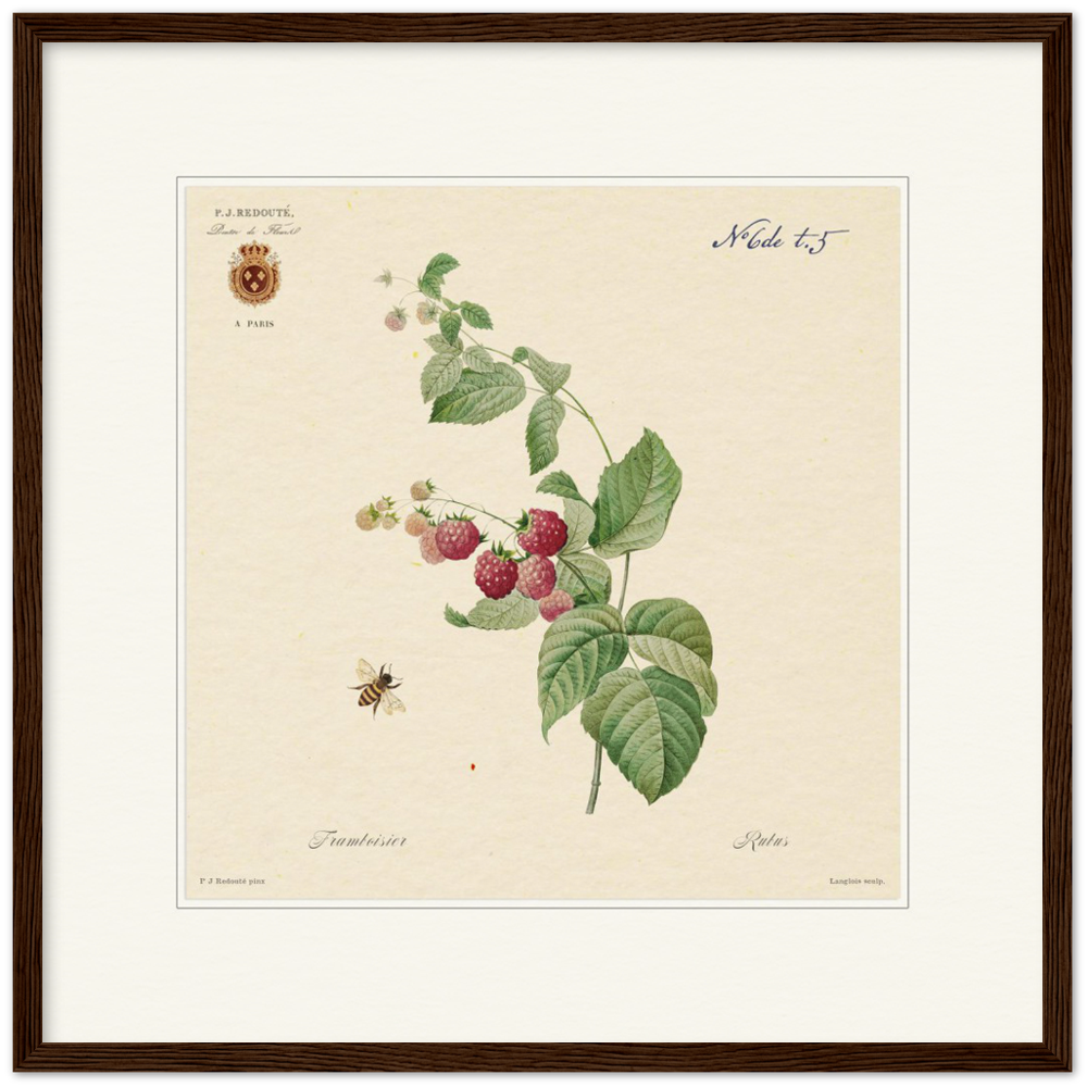 Raspberries by Redouté, 1824 (édition classique)