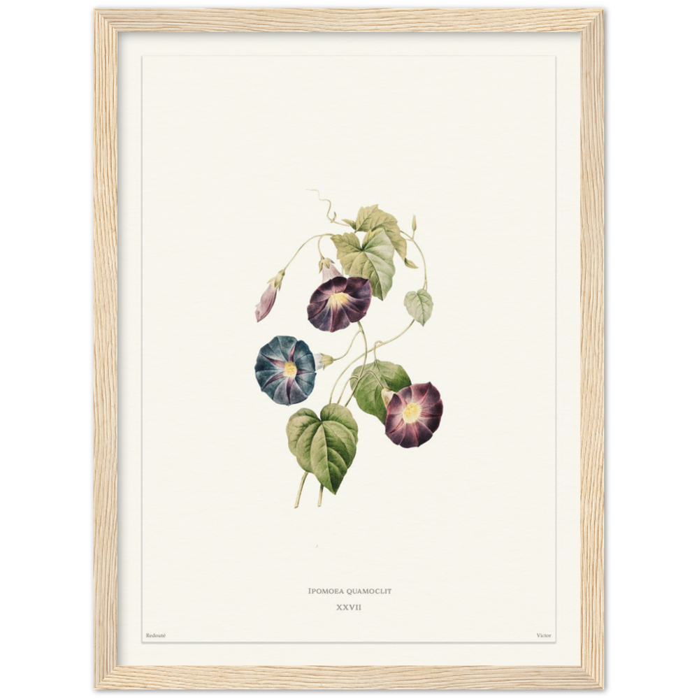 Pierre-Joseph Redouté, floral, flowers, art, wall art, flower prints, botanical, illustration, plants, roses