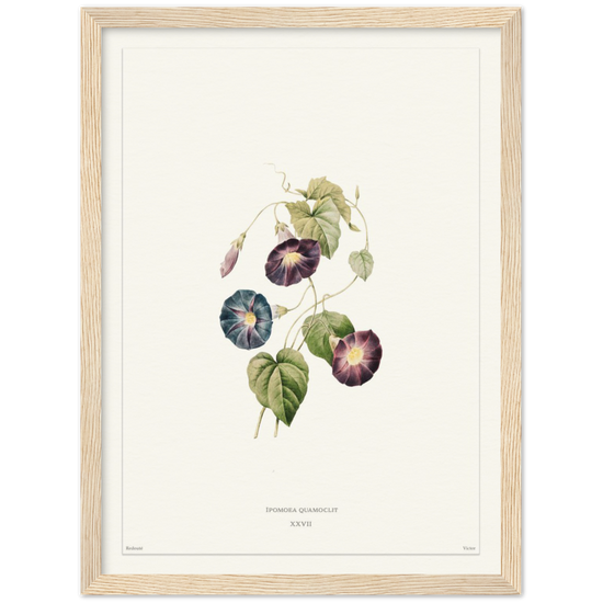 Pierre-Joseph Redouté, floral, flowers, art, wall art, flower prints, botanical, illustration, plants, roses