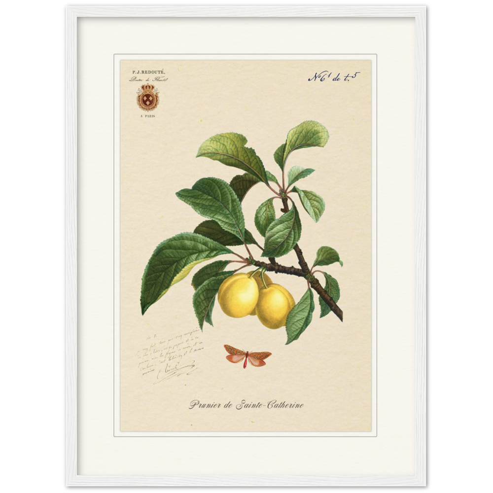 Plum of Saint Catherine, 1824 (édition classique)