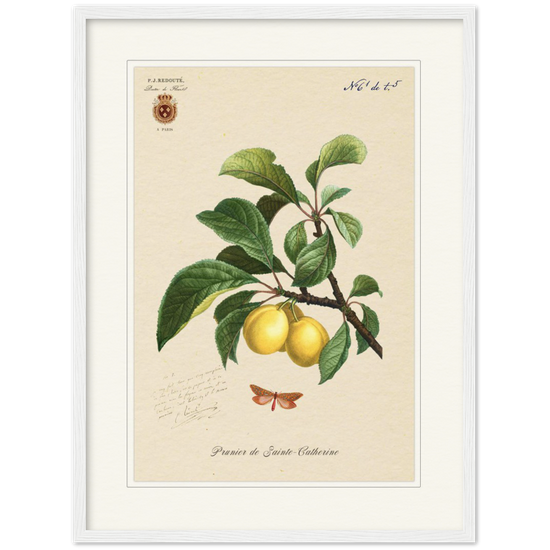 Plum of Saint Catherine, 1824 (édition classique)