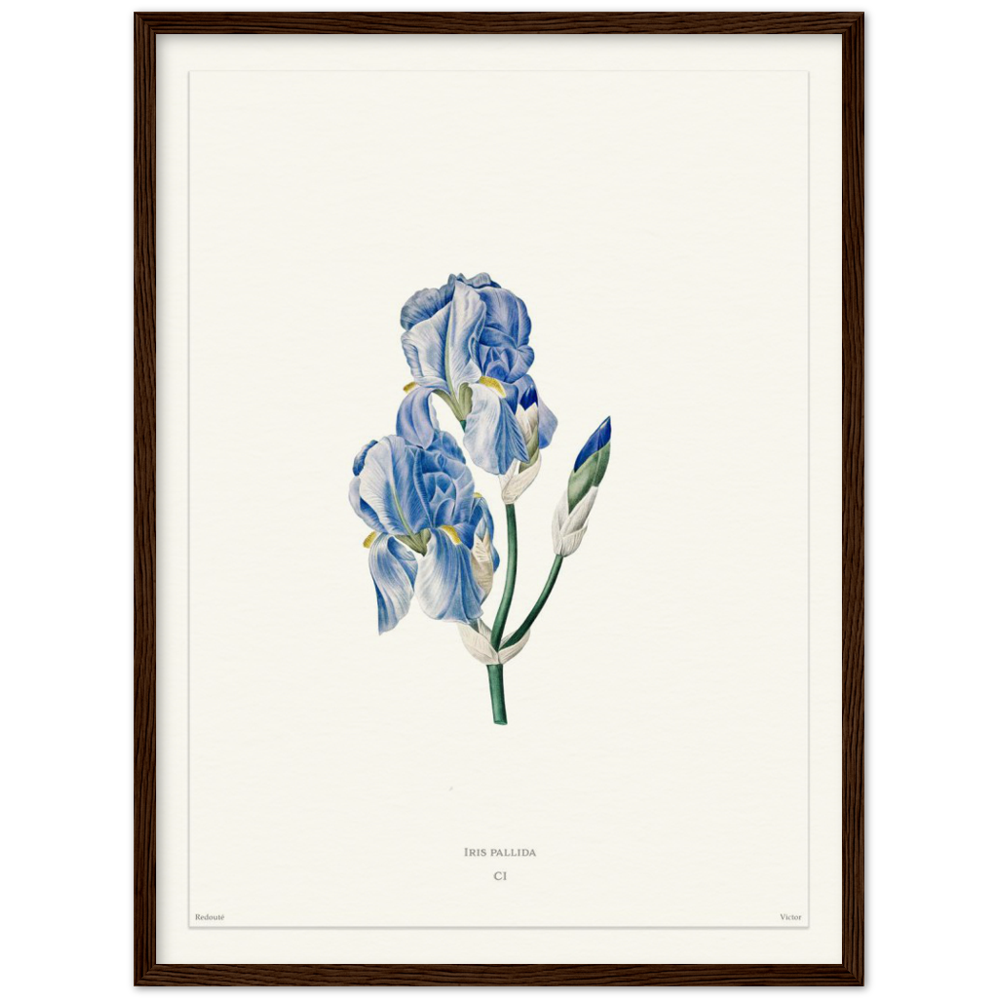 Pale iris, 1827 (édition blanc)