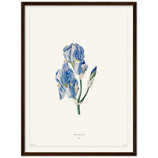 Pale iris, 1827 (édition blanc)
