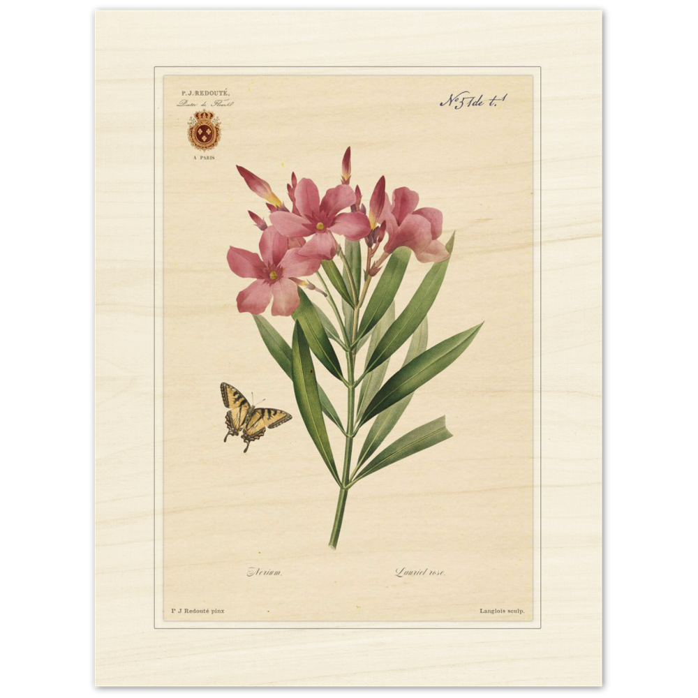 Pierre-Joseph Redouté, floral, flowers, art, wall art, flower prints, botanical, illustration, plants, roses