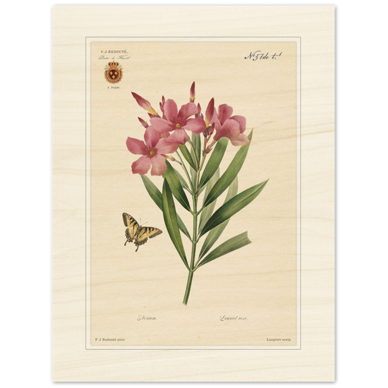 Pierre-Joseph Redouté, floral, flowers, art, wall art, flower prints, botanical, illustration, plants, roses