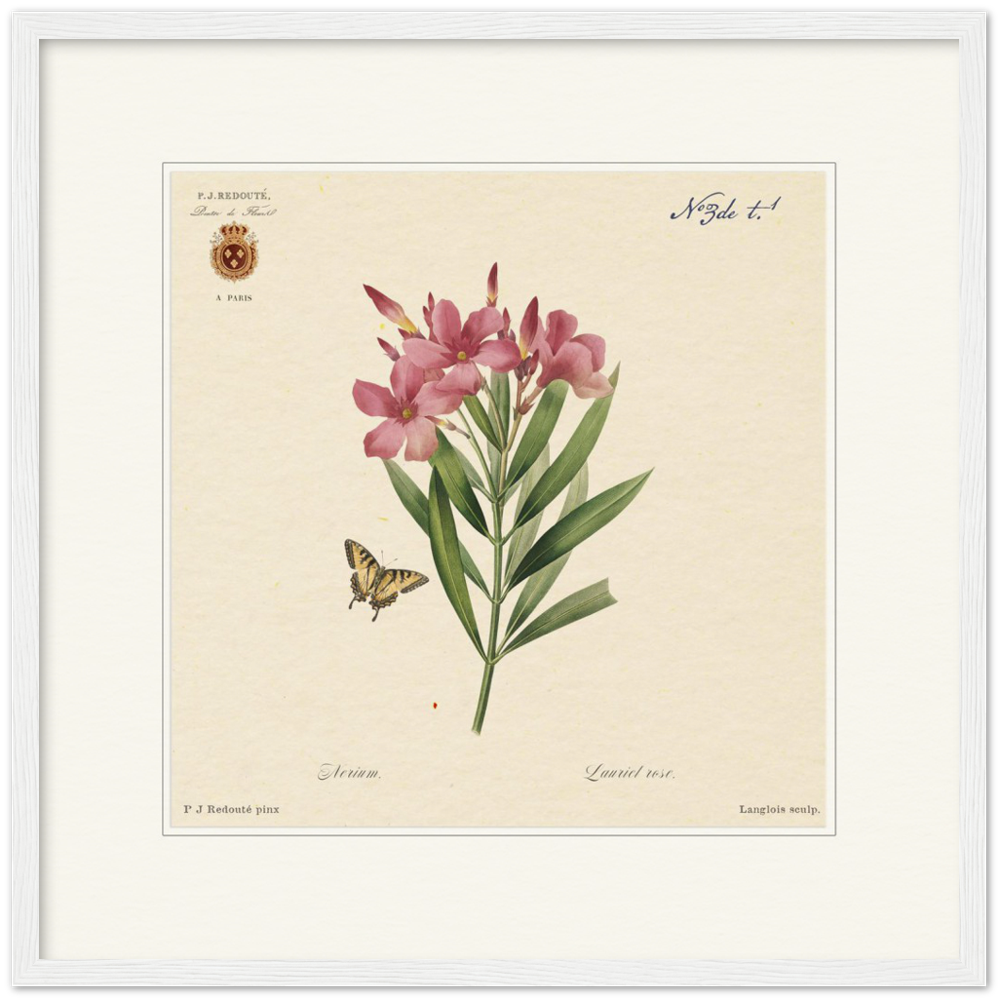Oleander flowers by Redouté, édition classique
