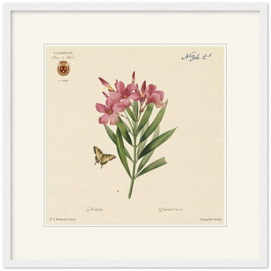 Oleander flowers by Redouté, édition classique