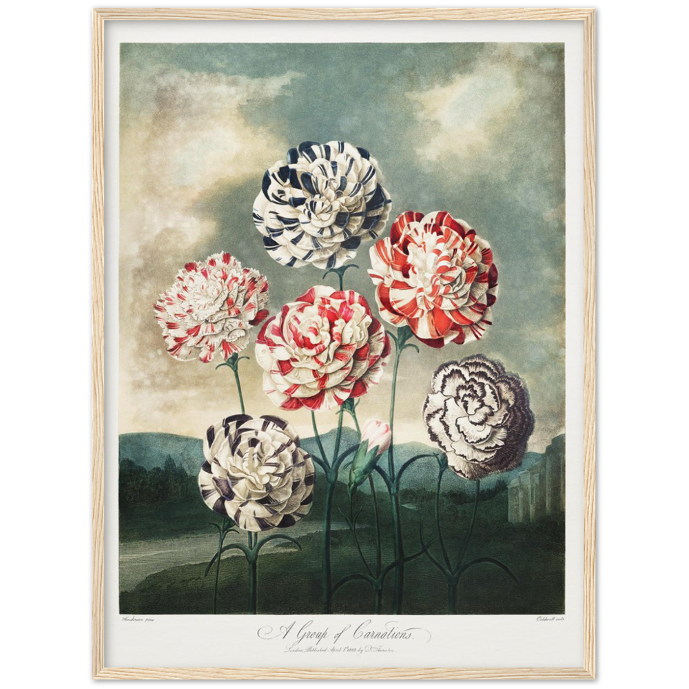 Pierre-Joseph Redouté, floral, flowers, art, wall art, flower prints, botanical, illustration, plants, roses