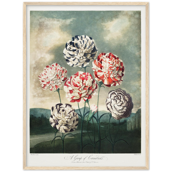 Pierre-Joseph Redouté, floral, flowers, art, wall art, flower prints, botanical, illustration, plants, roses