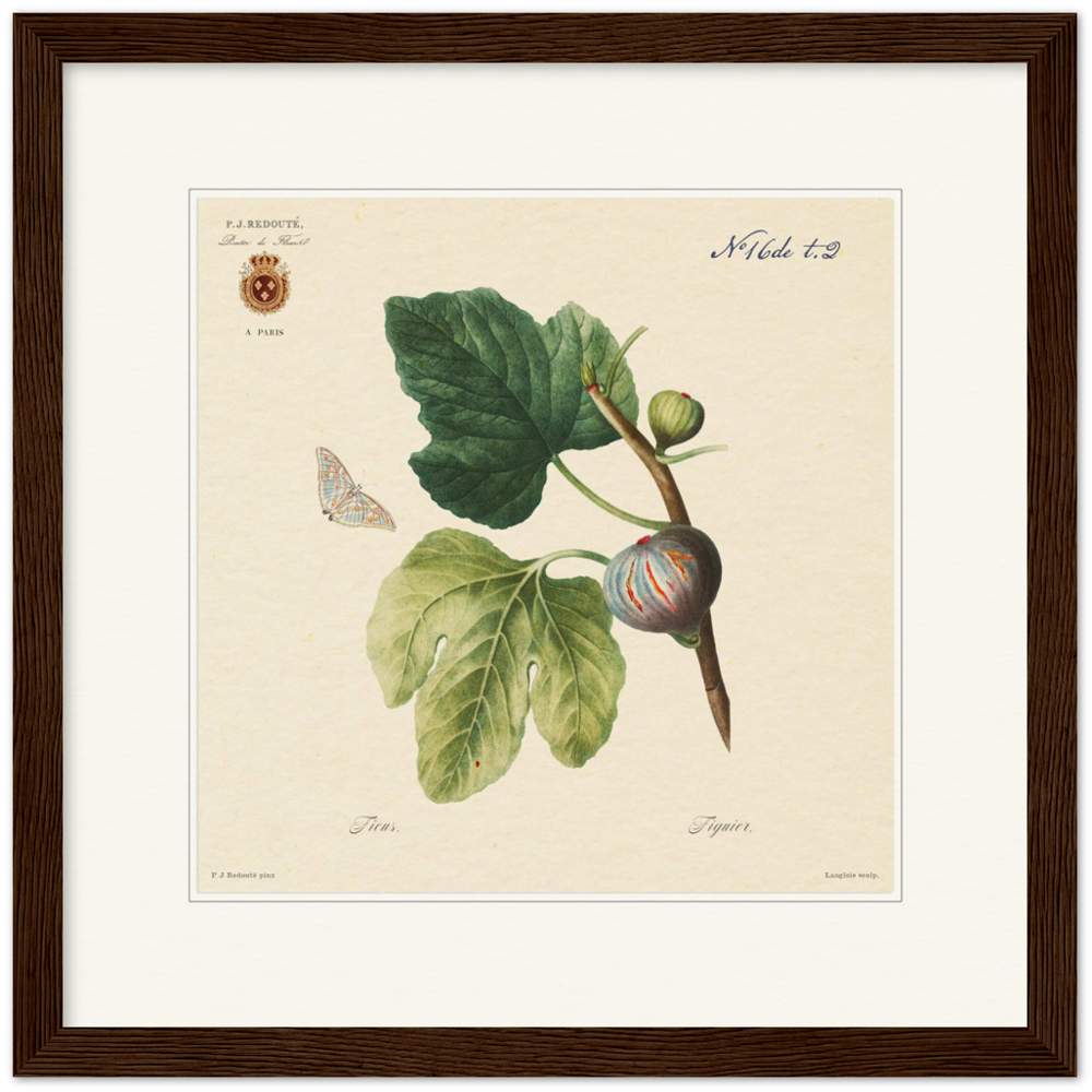 Figs by Redouté, 1834 (édition classique)