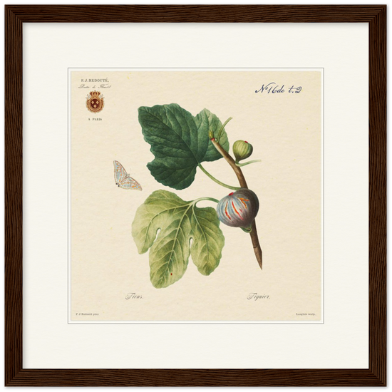 Figs by Redouté, 1834 (édition classique)