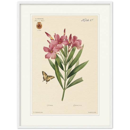 Pierre-Joseph Redouté, floral, flowers, art, wall art, flower prints, botanical, illustration, plants, roses