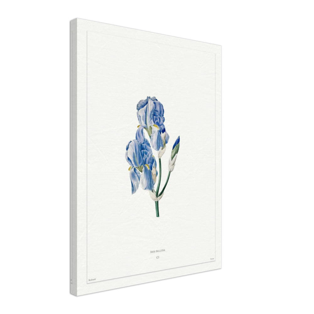 Pale iris, 1827 (édition blanc)