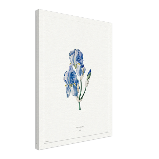 Pale iris, 1827 (édition blanc)