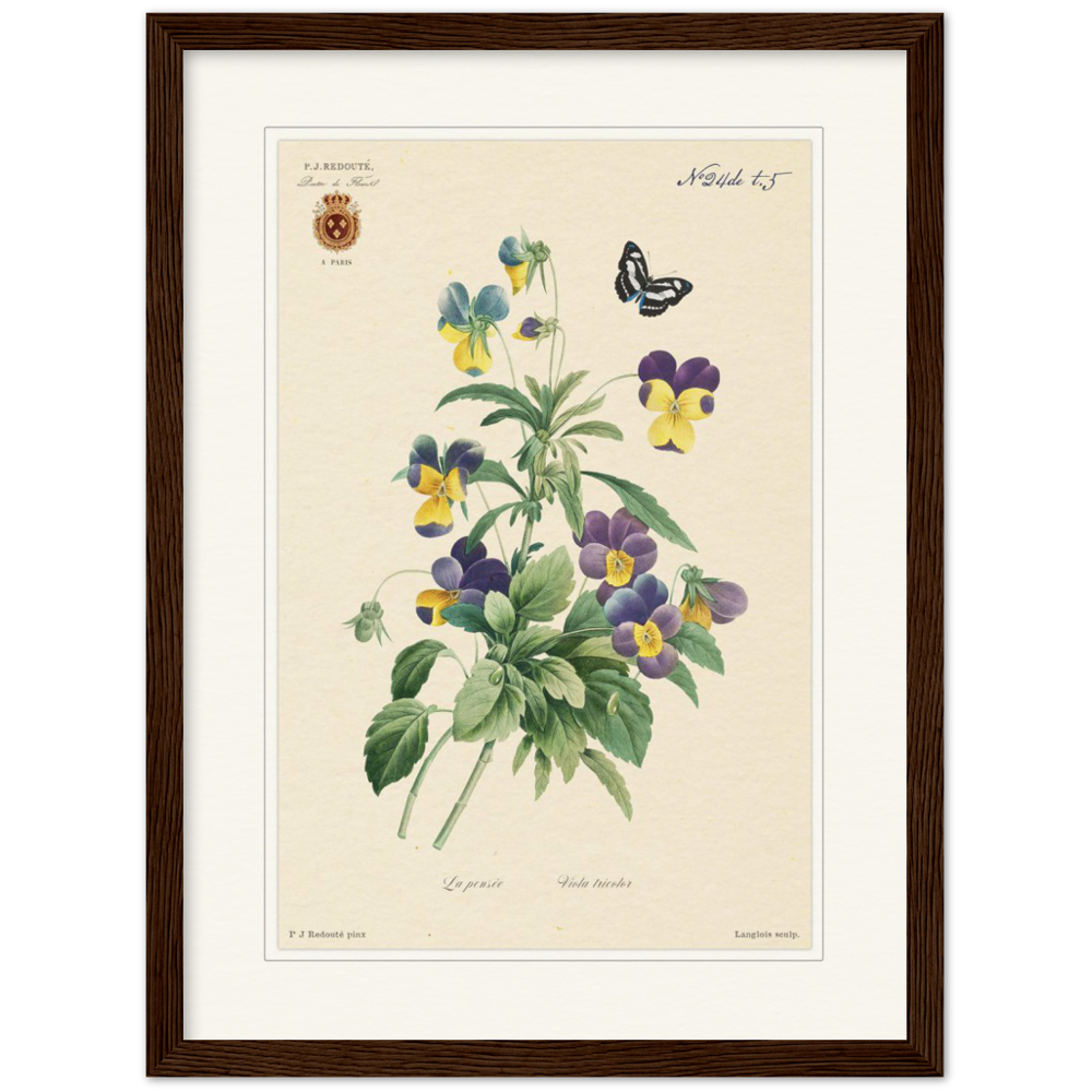 Tricolor viola by Redouté, 1834 (édition classique)