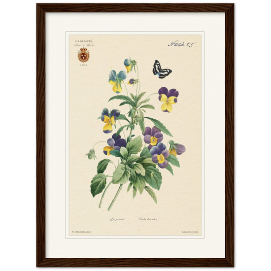 Tricolor viola by Redouté, 1834 (édition classique)