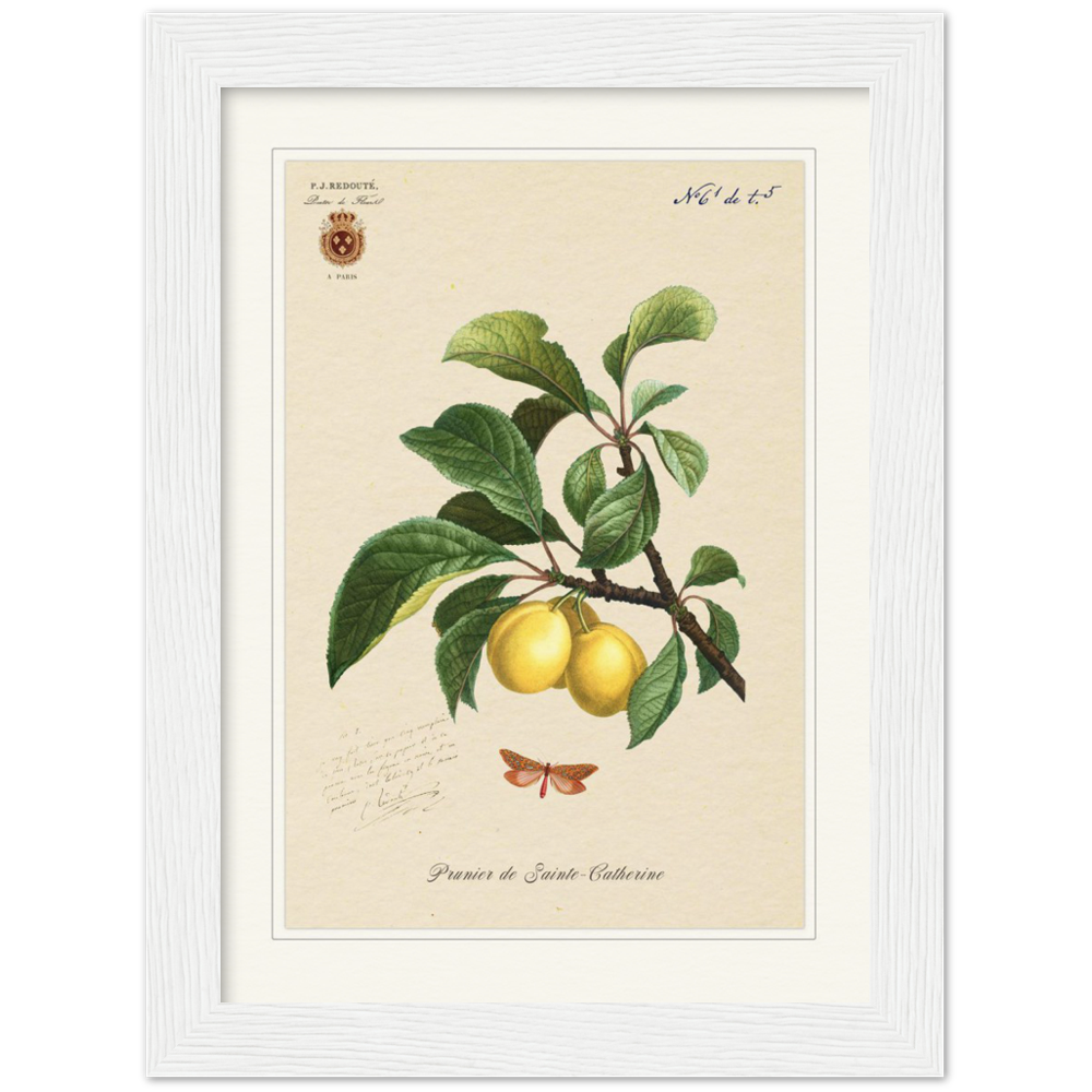 Plum of Saint Catherine, 1824 (édition classique)