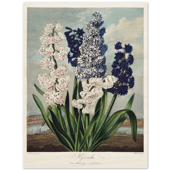 Hyacinths by R.J. Thornton, 1807