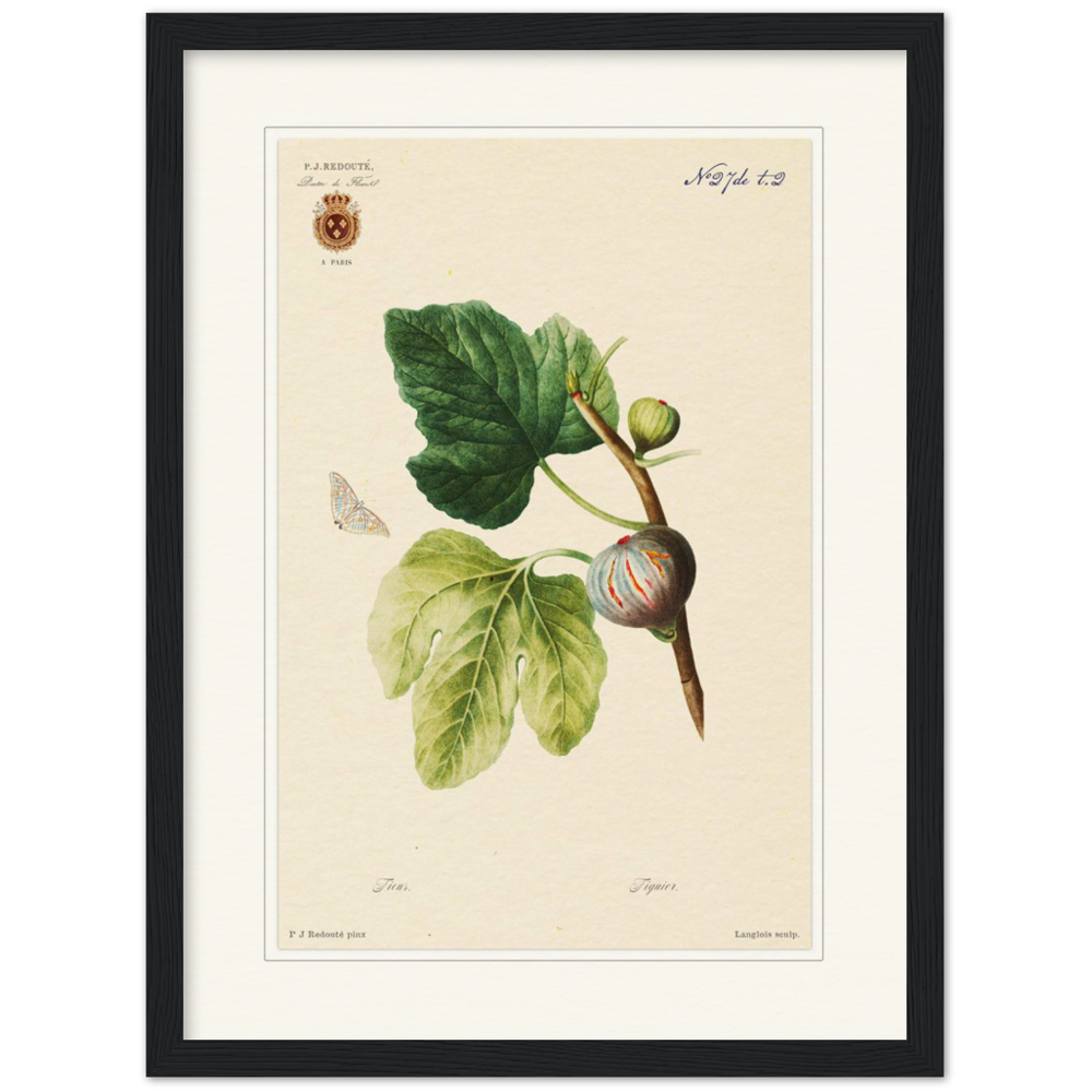Figs by Redouté, 1834 (édition classique)