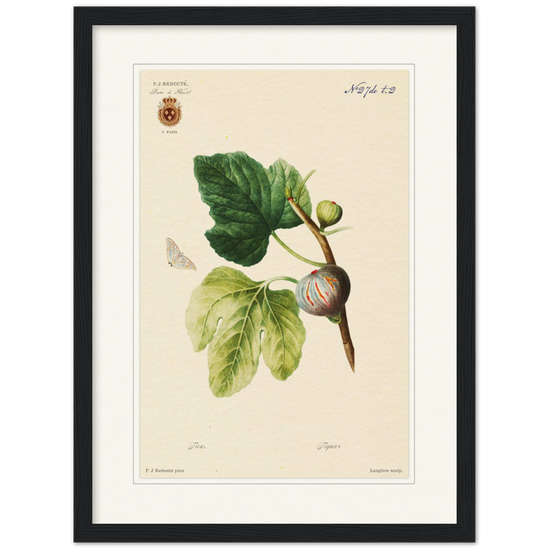 Figs by Redouté, 1834 (édition classique)
