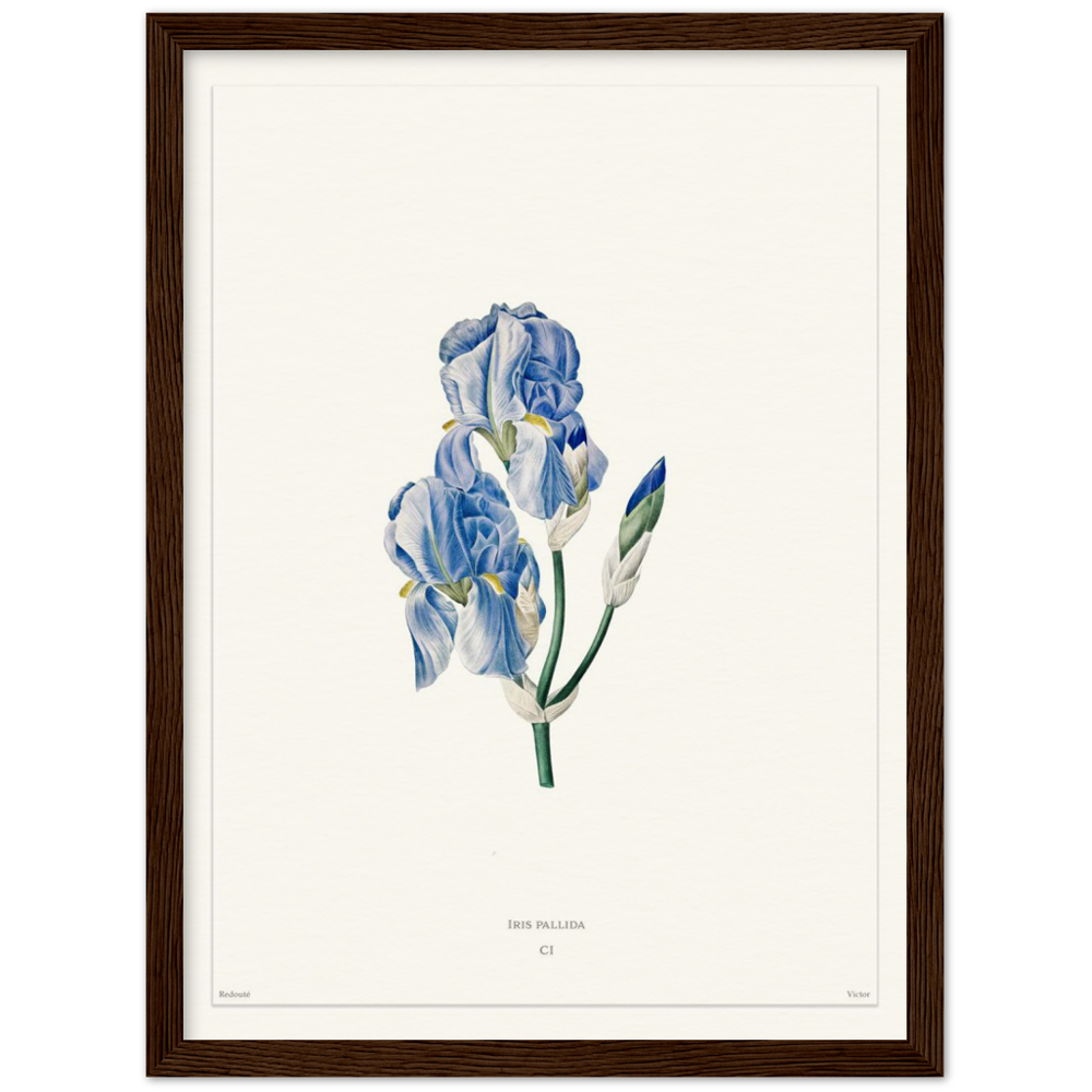 Pale iris, 1827 (édition blanc)