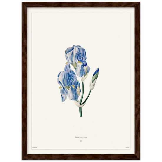 Pale iris, 1827 (édition blanc)