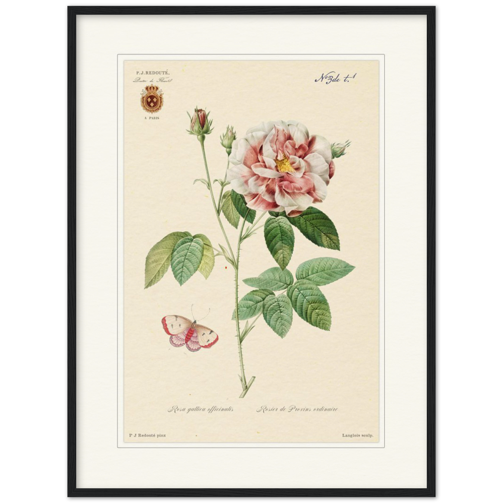 French Provencal Rose by Redouté, édition classique