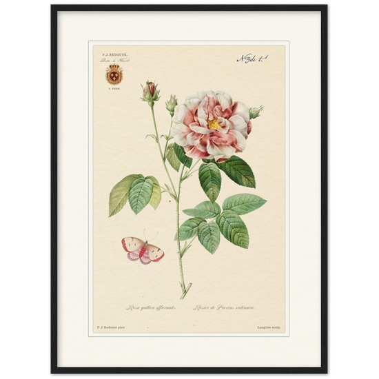 French Provencal Rose by Redouté, édition classique