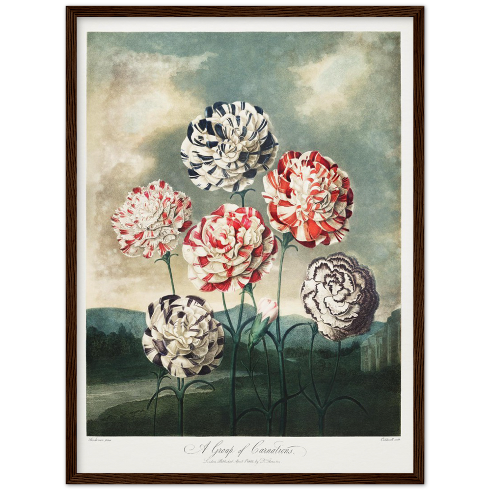 Pierre-Joseph Redouté, floral, flowers, art, wall art, flower prints, botanical, illustration, plants, roses