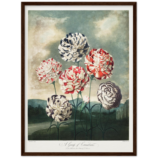Pierre-Joseph Redouté, floral, flowers, art, wall art, flower prints, botanical, illustration, plants, roses