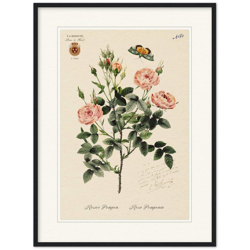 Rose Pompon by Redouté, 1824 (édition classique)
