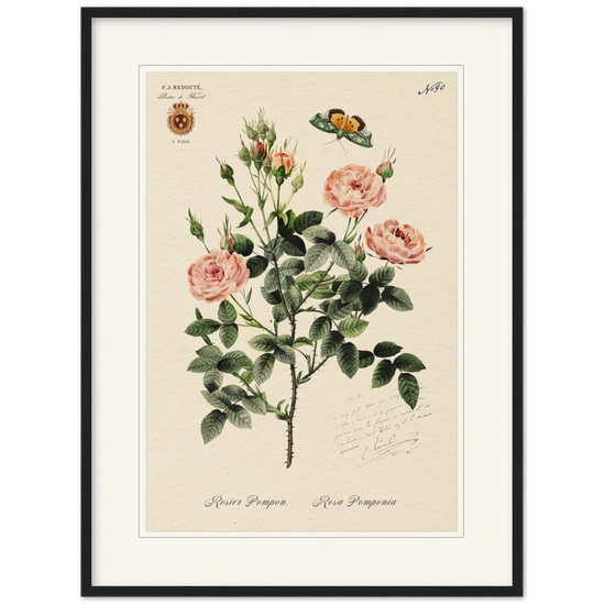 Rose Pompon by Redouté, 1824 (édition classique)