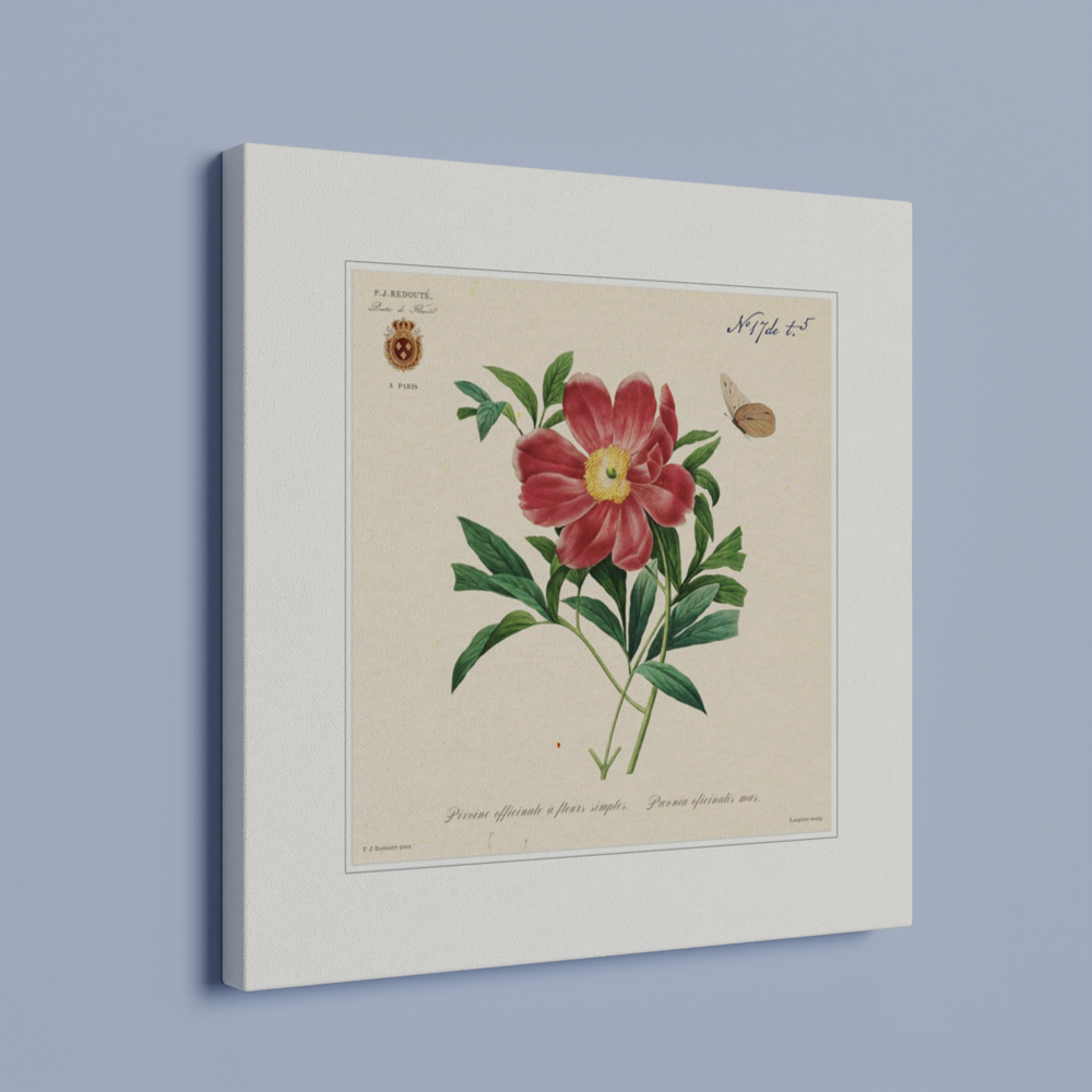 Peony by Redouté, 1827 (édition classique)