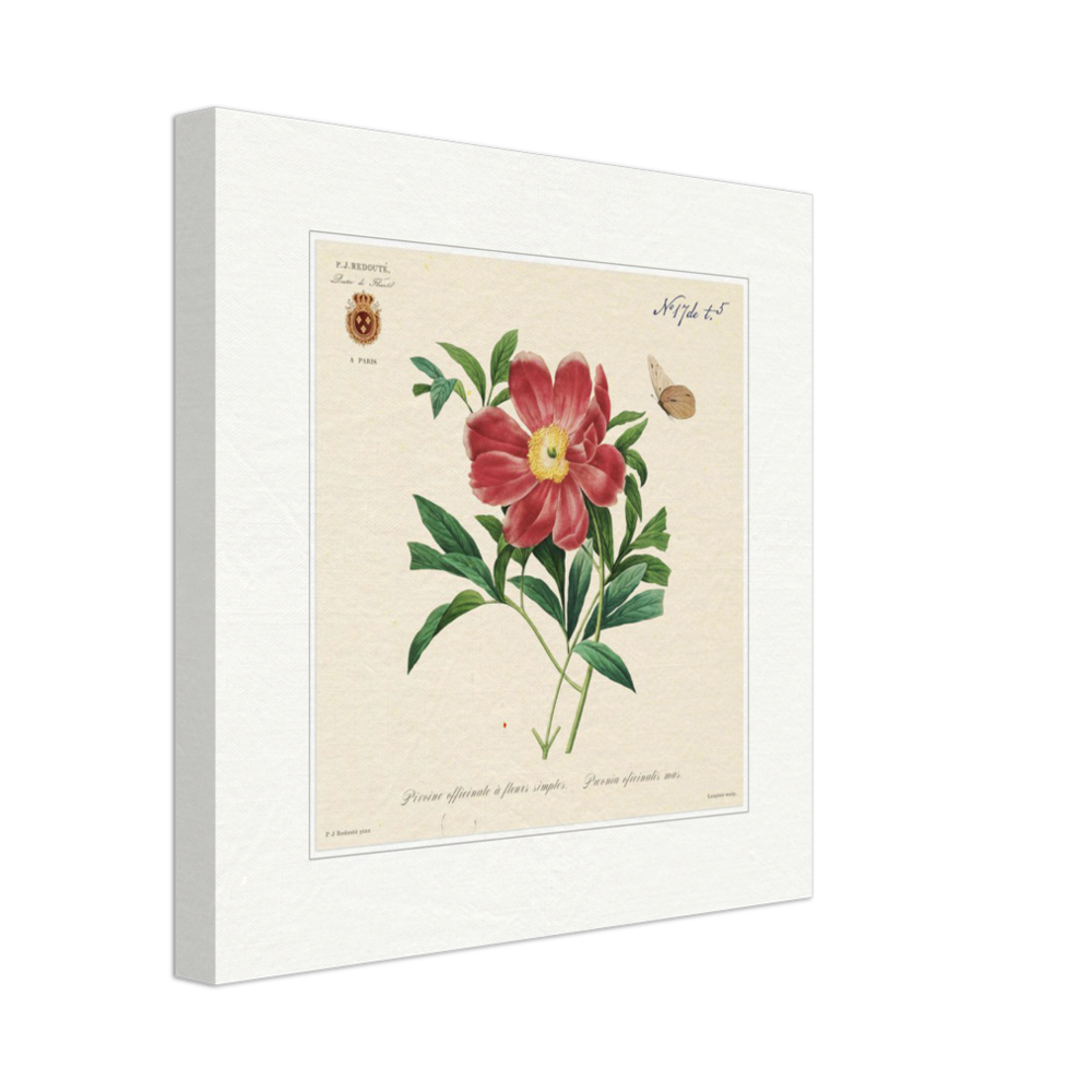 Peony by Redouté, 1827 (édition classique)