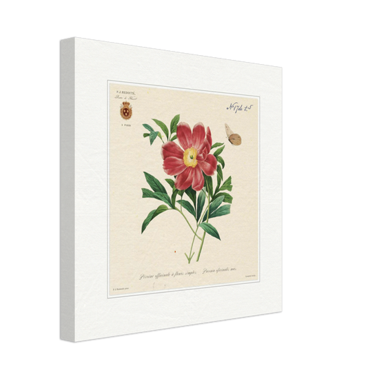 Peony by Redouté, 1827 (édition classique)