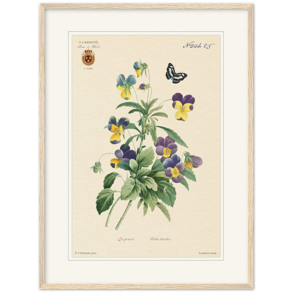 Tricolor viola by Redouté, 1834 (édition classique)