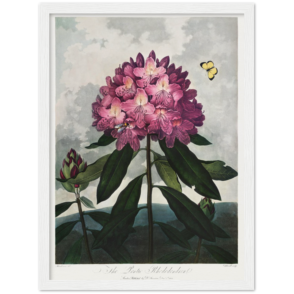 The Pontic rhododendron by R.J. Thornton, 1807