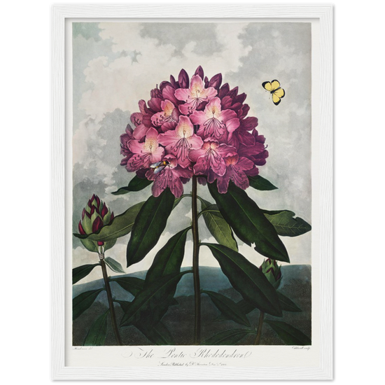 The Pontic rhododendron by R.J. Thornton, 1807