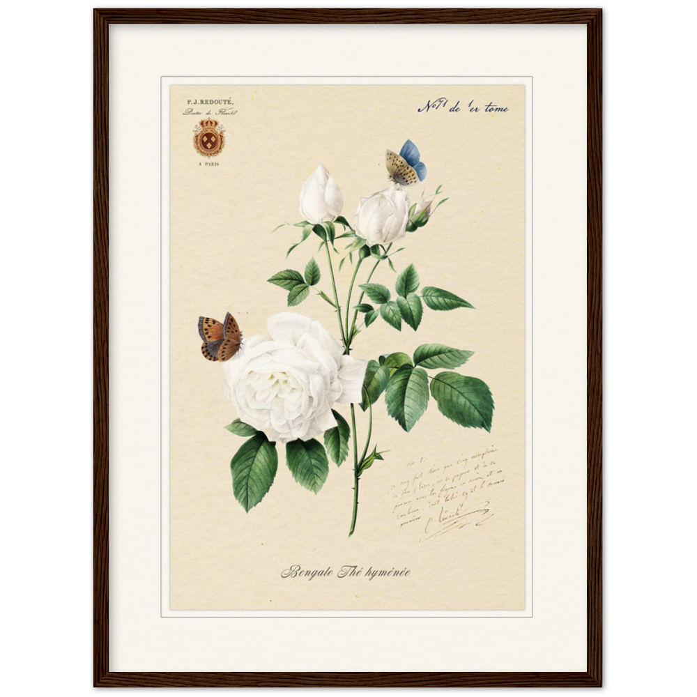 Pierre-Joseph Redouté, floral, flowers, art, wall art, flower prints, botanical, illustration, plants, roses