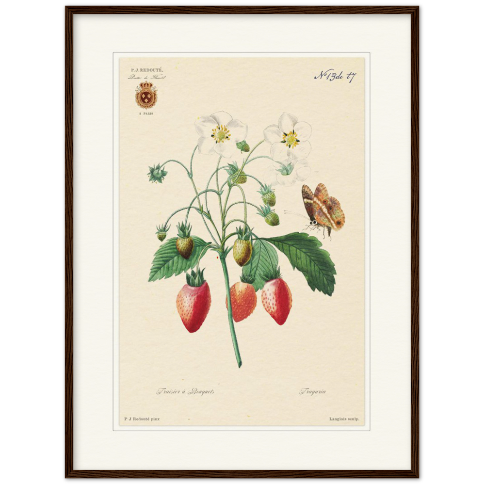 Strawberry by Redouté, 1834 (édition classique)