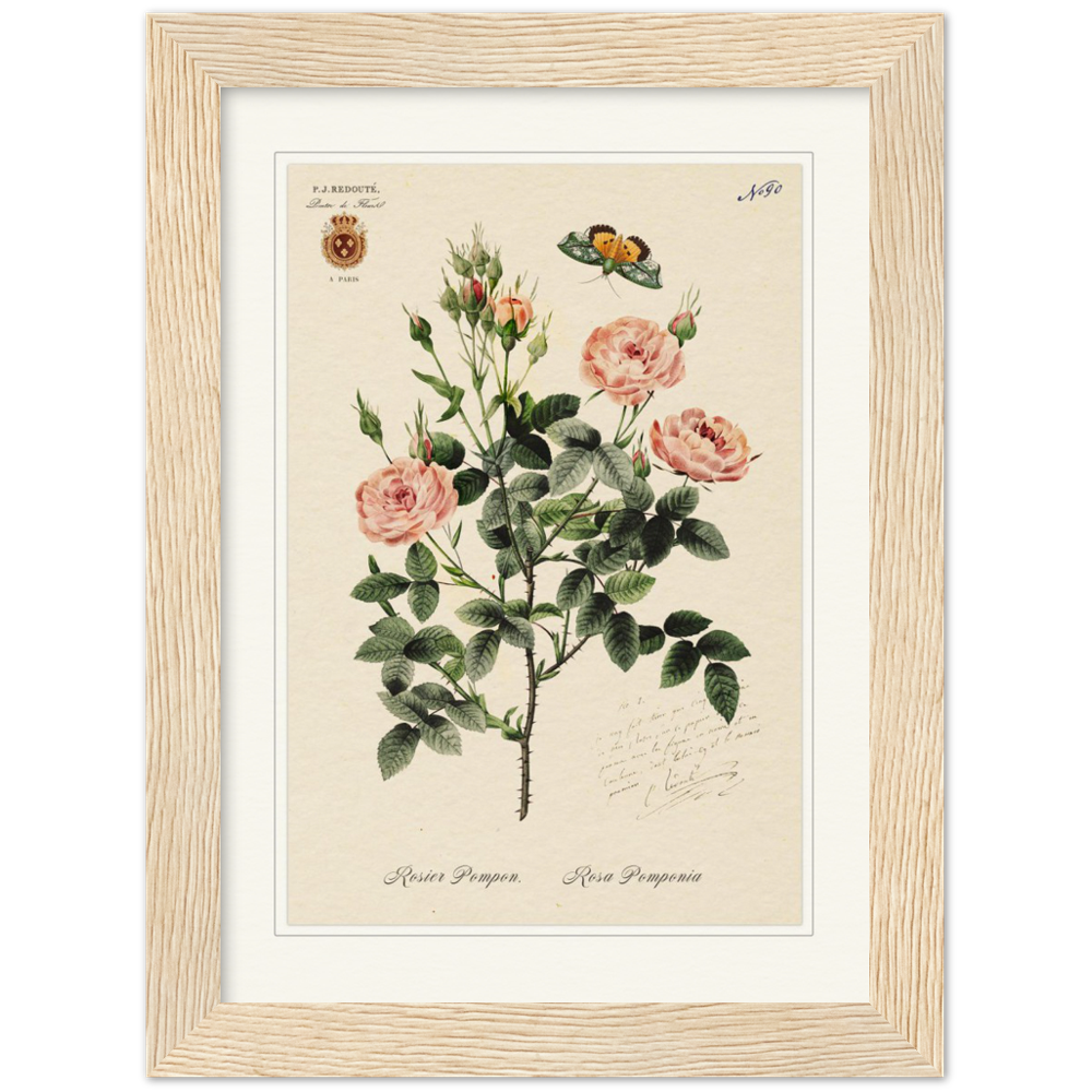 Rose Pompon by Redouté, 1824 (édition classique)