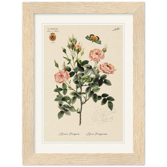 Rose Pompon by Redouté, 1824 (édition classique)