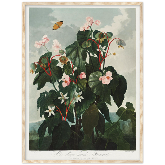The oblique-leaved begonia by R.J. Thornton, 1807
