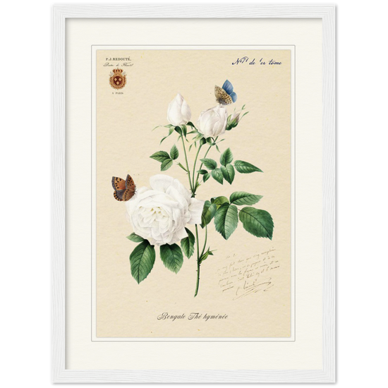 Pierre-Joseph Redouté, floral, flowers, art, wall art, flower prints, botanical, illustration, plants, roses