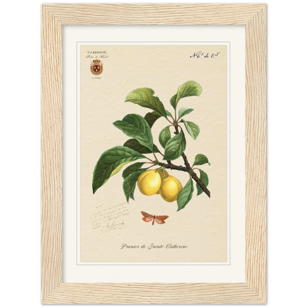 Plum of Saint Catherine, 1824 (édition classique)