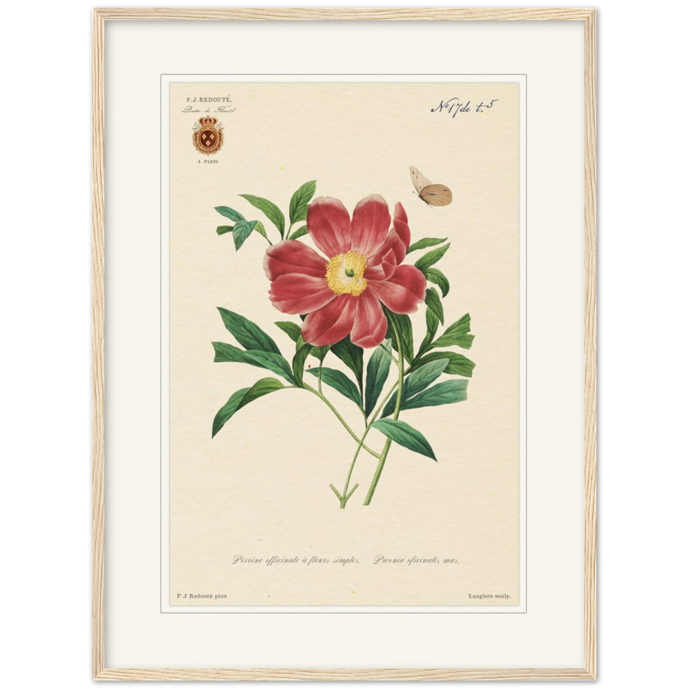 Peony by Redouté, 1827 (édition classique)