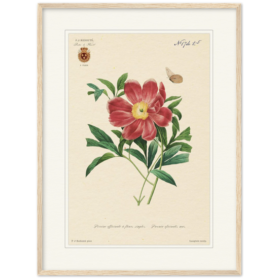Peony by Redouté, 1827 (édition classique)